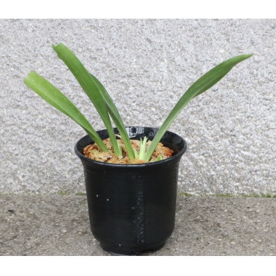 はじめての縁起植物!おもとデビューセット(小株・鉢仕立て)