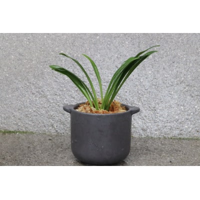 はじめての縁起植物!おもとデビューセット(小株・鉢仕立て)