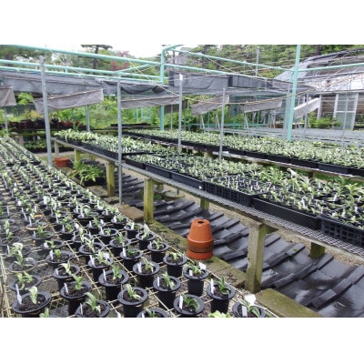 はじめての縁起植物!おもとデビューセット(小株・鉢仕立て)