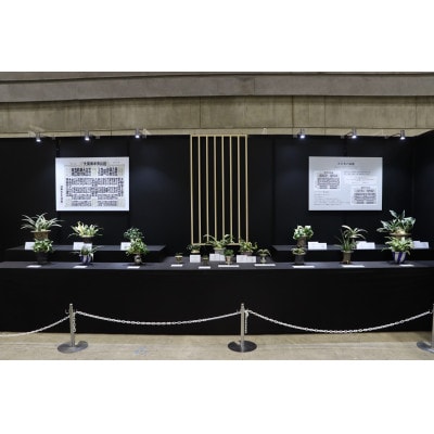 はじめての縁起植物!おもとデビューセット(小株・鉢仕立て)