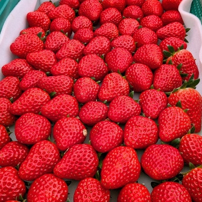 【さとふる限定】いちご屋さかいの凝縮無添加『乾燥いちご』計40g