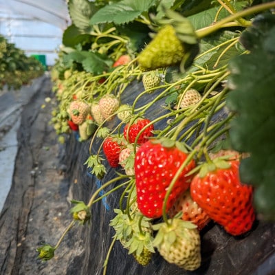 【さとふる限定】いちご屋さかいの凝縮無添加『乾燥いちご』計40g