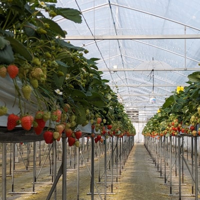 【さとふる限定】いちご屋さかいの凝縮無添加『乾燥いちご』計40g