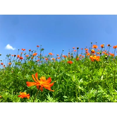 ふるさと長柄の森のはちみつセット:2本セット