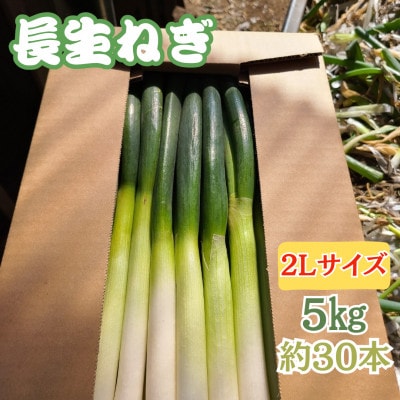 【千葉県長柄町産】『長生ねぎ』2Lサイズ　5kg(約30本) | ふるさと納税のお礼品