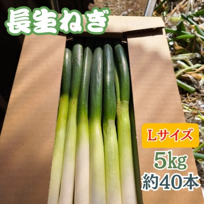 【千葉県長柄町産】『長生ねぎ』Lサイズ　5kg(約40本) | ふるさと納税のお礼品