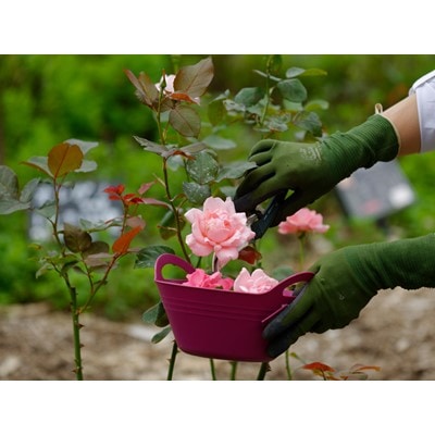 薔薇 ノンカフェインティー食用薔薇の葉のお茶 ローズリーフ と ローズコンフィチュール のセット お礼品詳細 ふるさと納税なら さとふる