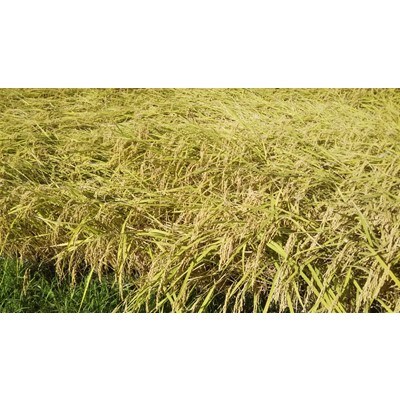 【無洗米】館山産ひとめぼれ　5kg