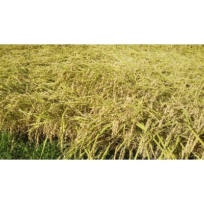 館山産のお米　5種食べ比べセット2kg×5袋