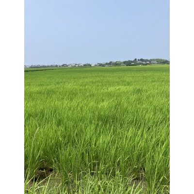 千葉県館山産ふさおとめ　精米　4.5kg