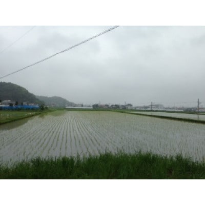 千葉県館山産コシヒカリ　精米　4.5kg