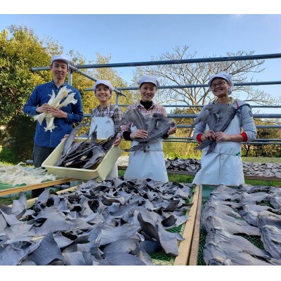 期間限定!「フカヒレ姿煮」大尾びれ1枚入り(530g×1枚)　尾びれ重さ約201-240g