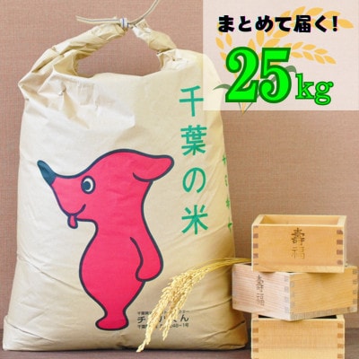 吉田米屋イチオシ!白米25kg つやつや館山産コシヒカリ1等米