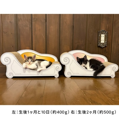 子猫のおしゃれ爪とぎ「カリカリーナ micio」エンジェルピンク