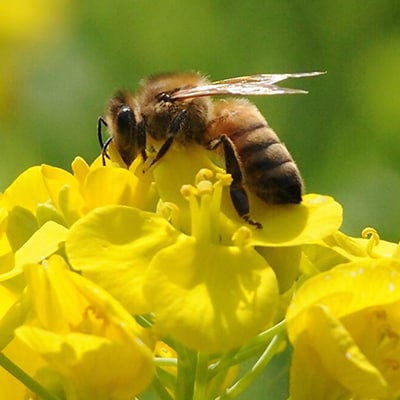ひふみ養蜂園 菜の花はちみつ 1.2kg