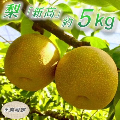 【数量限定】館山齊藤果樹園の完熟梨「新高(にいたか)」6～9個