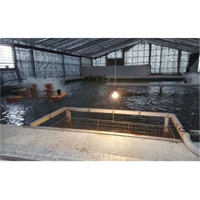天然 に近づけた究極の養殖 鰻「坂東太郎 使用」うなぎ 白焼 大サイズ 130g前後×3尾