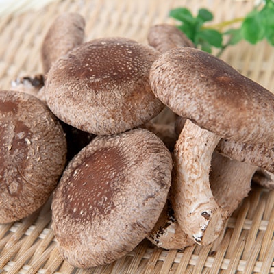 しいたけパウダー20g×5袋 就労継続支援A/B型併用事業所「ゆみの里」