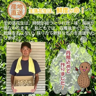 【 数量限定 】【 期間限定 】農家イチオシ!千葉県館山産 生落花生おおまさり 2kg