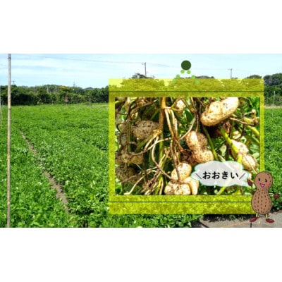 【数量限定】館山産生落花生　おおまさり・こまさり(規格外)・しいな(規格外)各1kg　食べ比べセット