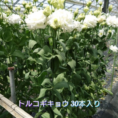 トルコギキョウ　30本