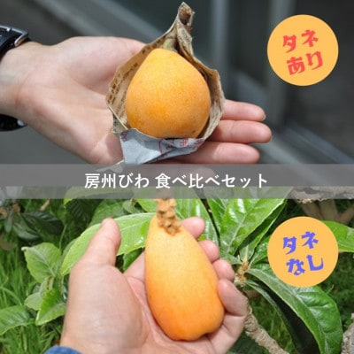 【先行予約】4月下旬頃より順次発送　房州びわ　種あり&種なし 食べ比べセット　化粧箱入り