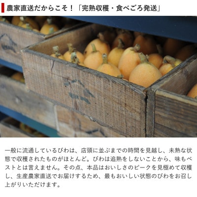 【先行予約】4月下旬頃より順次発送　房州びわ　種あり&種なし 食べ比べセット　化粧箱入り