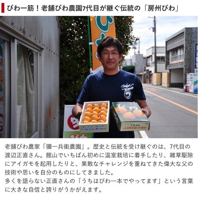 【先行予約】4月下旬頃より順次発送　房州びわ　種あり&種なし 食べ比べセット　化粧箱入り