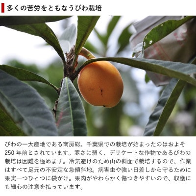 【先行予約】4月下旬頃より順次発送　房州びわ　種あり&種なし 食べ比べセット　化粧箱入り