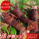 【先行予約】【金曜日発送】漁師直送!千葉県館山産 天然『活』伊勢海老 400g(2～3尾)
