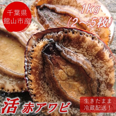 【金曜日発送】漁師直送!天然活メガイアワビ1kg(2～5枚)