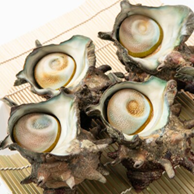 【先行予約】【金曜日発送】漁師直送!天然大ぶり活サザエ　2kg(4～6個)