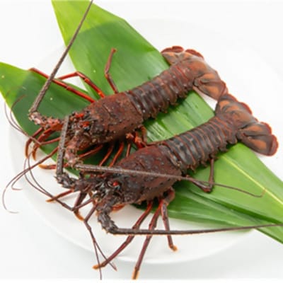 【金曜日発送】漁師直送!千葉県館山産 天然『活』伊勢海老　約1kg(サイズおまかせ)