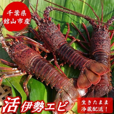 【金曜日発送】漁師直送!千葉県館山産 天然『活』伊勢海老　2kg(サイズおまかせ)