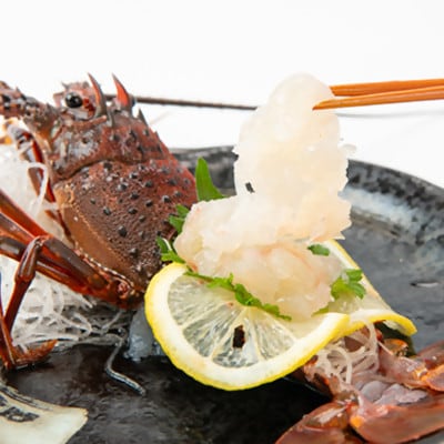 【金曜日発送】漁師直送!千葉県館山産 天然『活』伊勢海老　2kg(サイズおまかせ)