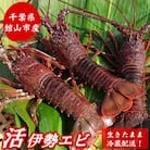 2026年先行予約【金曜日発送】漁師直送!千葉県館山産 天然『活』伊勢海老　約1kg(サイズお任せ)