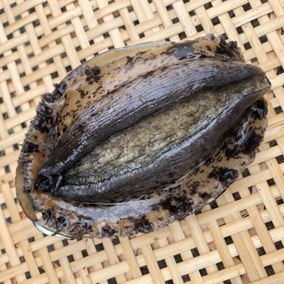 【先行予約】【金曜日発送】漁師直送!天然活黒アワビ約500～600g(1～2枚)