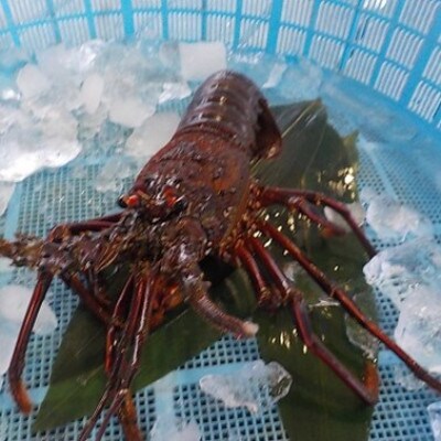 【先行予約(9月発送)】西岬漁協からの海鮮直送便 天然「活」イセエビ 500g程度(計1～3尾)