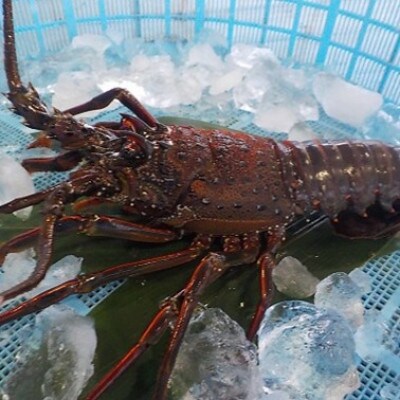 【先行予約(11月発送)】西岬漁協からの海鮮直送便 天然「活」イセエビ 500g程度(計1～3尾)