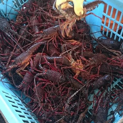 【先行予約(11月発送)】西岬漁協からの海鮮直送便 天然「活」イセエビ 500g程度(計1～3尾)