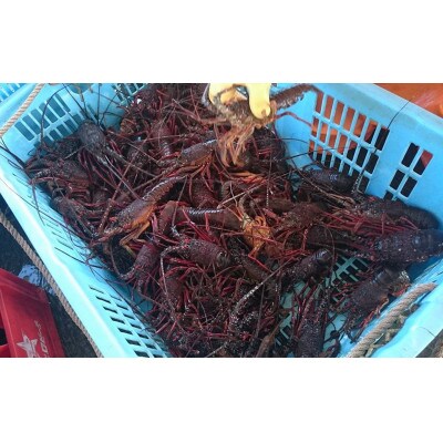 【先行予約(12月発送)】西岬漁協からの海鮮直送便 天然「活」イセエビ 1kg程度(計2～6尾)