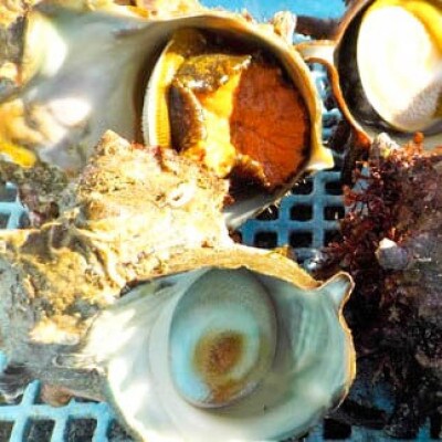 【先行予約(11月発送)】西岬漁協からの海鮮直送便 天然「活」さざえ 約2kg