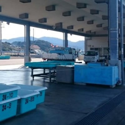 【先行予約(11月発送)】西岬漁協からの海鮮直送便 天然「活」さざえ 約2kg