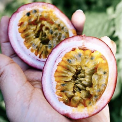 リリコイピールジャム2個セット