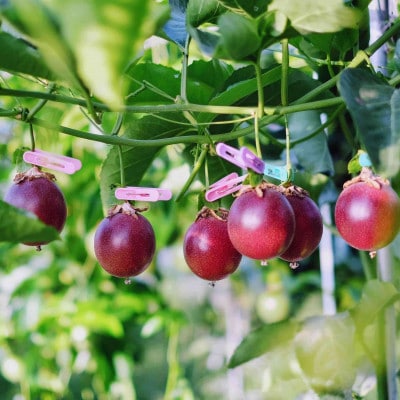 リリコイバターとリリコイピールジャムのセット