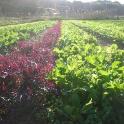 【3セット限定】おかもファームのほっこり野菜セット 7月発送