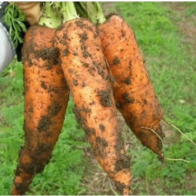 【3セット限定】おかもファームのほっこり野菜セット 2025年2月発送