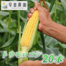 【先行予約　2025年5月末以降発送】安西農園の驚くほどに甘いトウモロコシ 20本