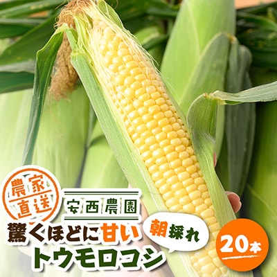 安西農園の驚くほどに甘いトウモロコシ 20本