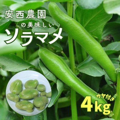 【先行予約】2027年4月下旬発送 安西農園の美味しいソラマメ 4キロ